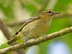 Vireo del Ñambí