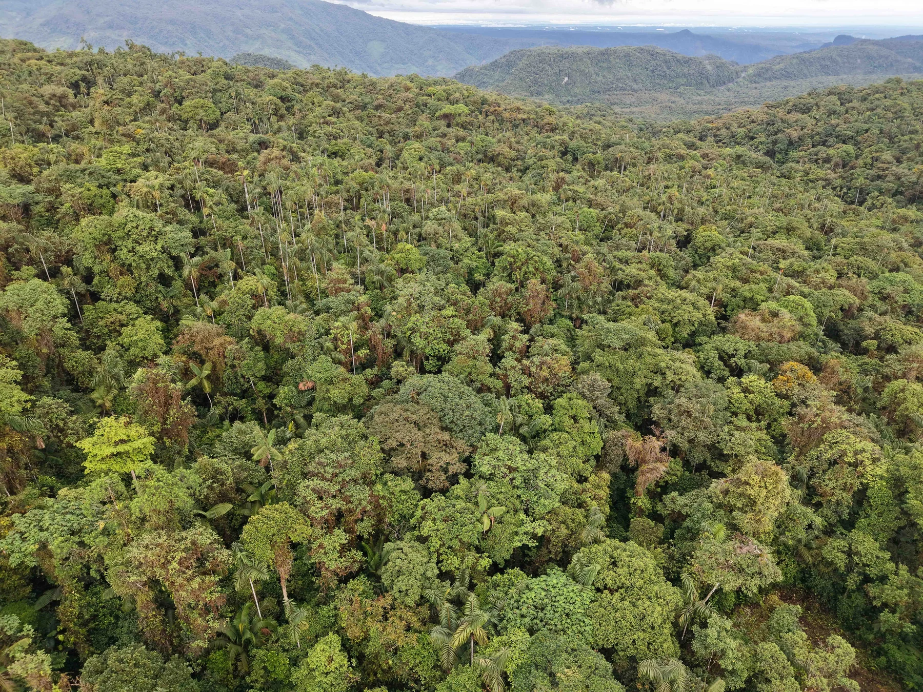 Vista aérea del bosque de Río Ñambí
